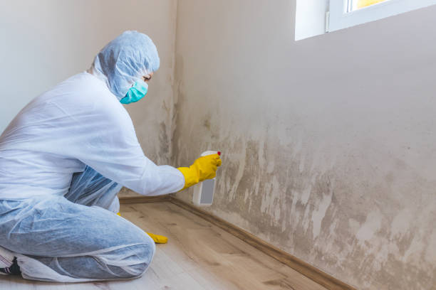 Licensed Black Mold Removal service in Lincoln Park, MI - WQB Mold Removal