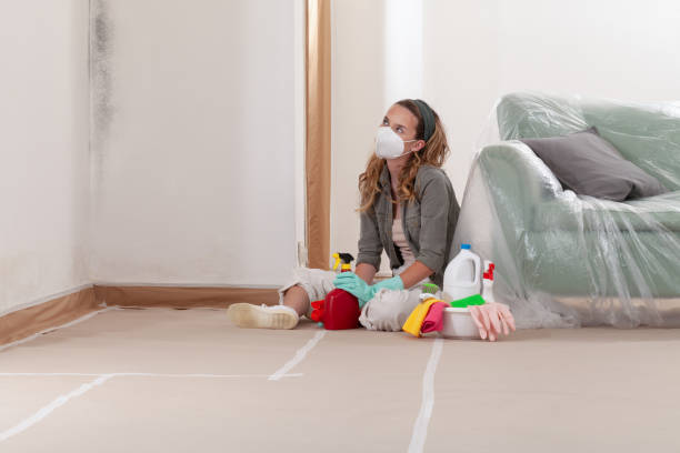 Trusted Black Mold Removal service in Lincoln Park, MI - WQB Mold Removal