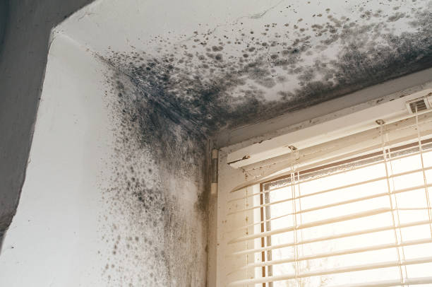 Affordable Black Mold Removal solutions in Lincoln Park, MI